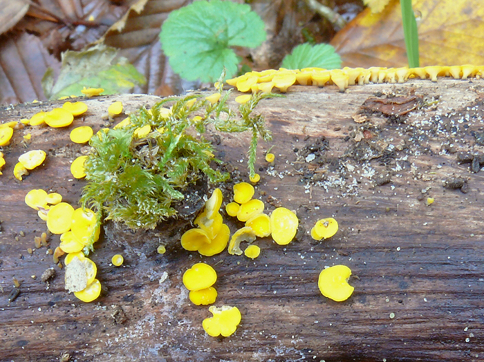 BisporellaCitrina aconf sp cc crp